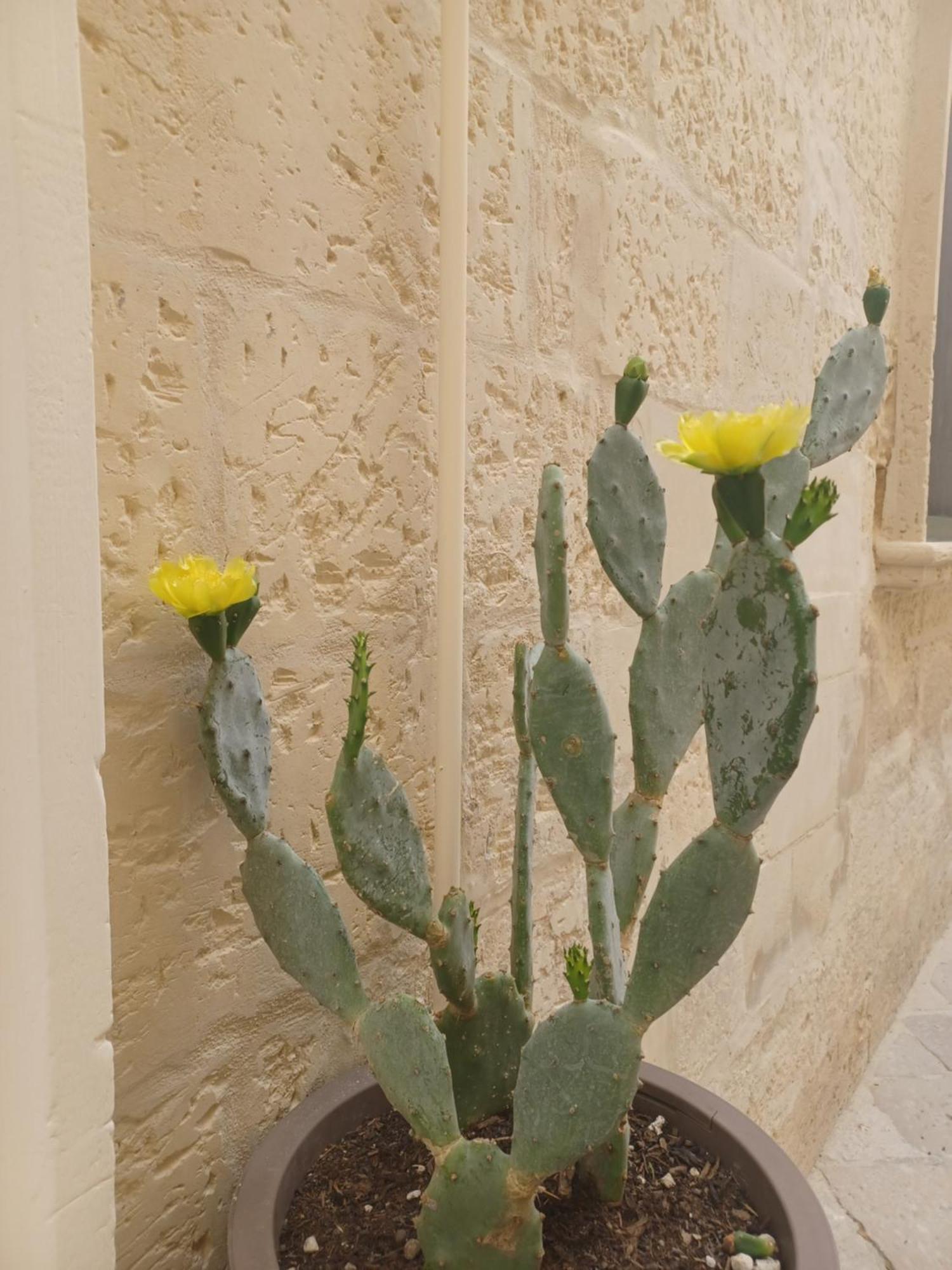 All'1 Di Rajno' Relaxing Aparthotel Lecce Exteriör bild
